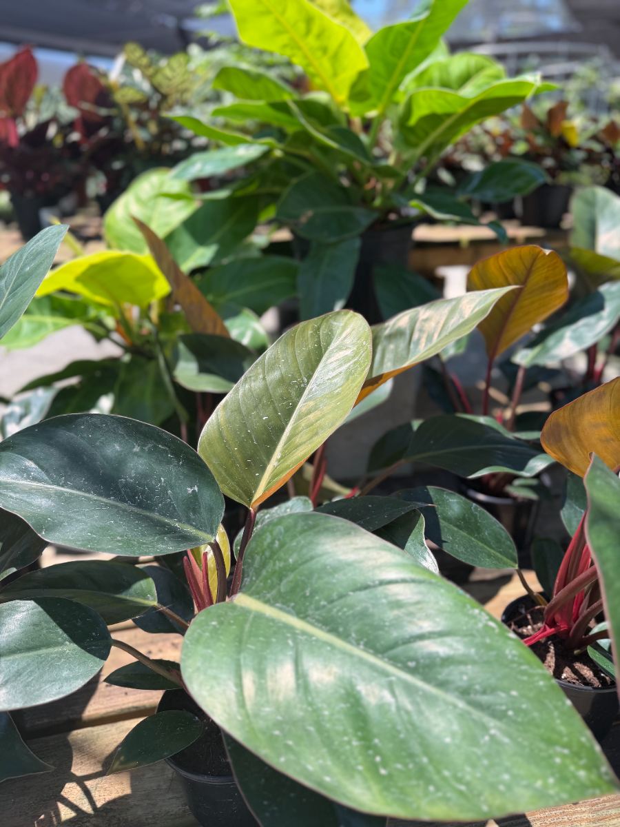 Houseplants
